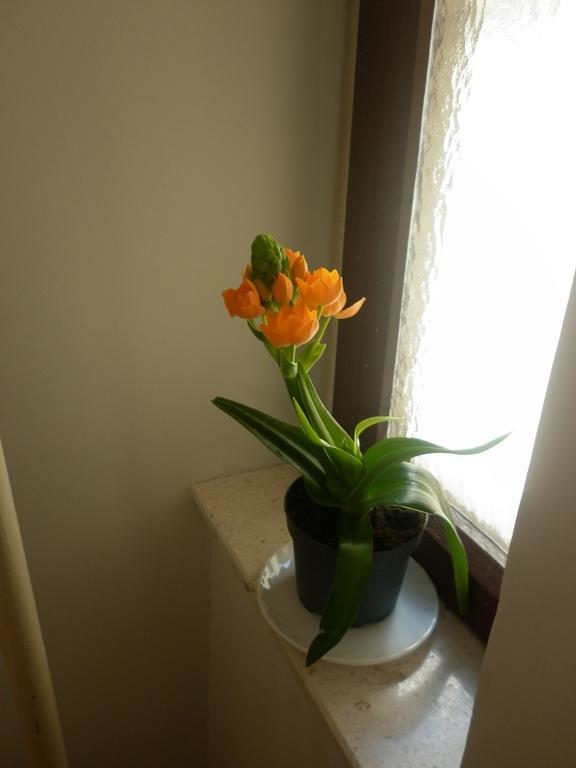 Apartments Calendula Rubic Split Extérieur photo